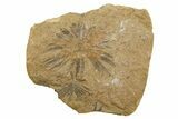 Fossil Horsetail Leaves (Annularia) - Mazon Creek #262592-1